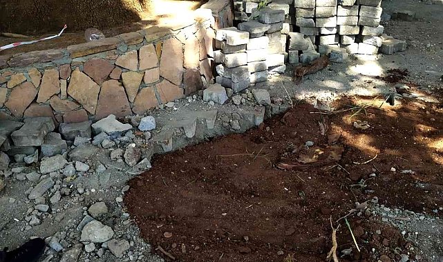 Çınar ağacının kökleri toprakla kapatıldı