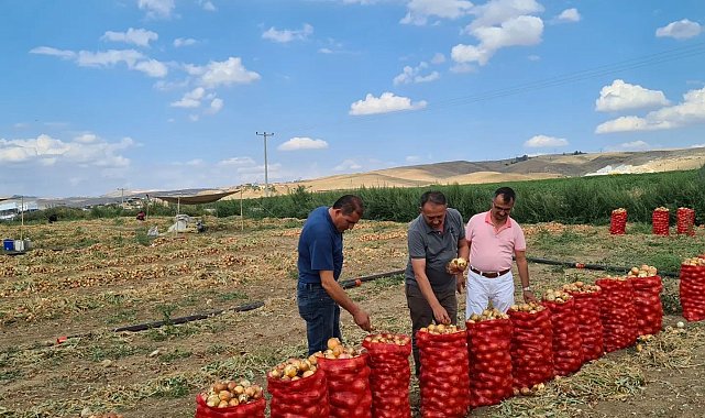 Çorum'da soğan üretimi arttı