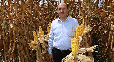 Çukurova'da mısır hasadı başladı