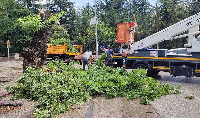 Çürük ağaç kırılarak, seyir halindeki otomobilin üzerine düştü