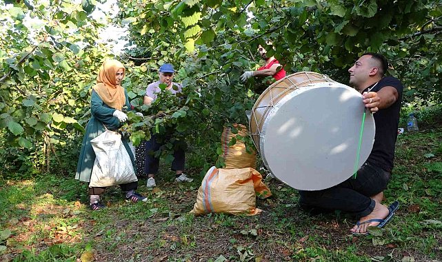 Düğün davuluyla 'fındık' hasadı