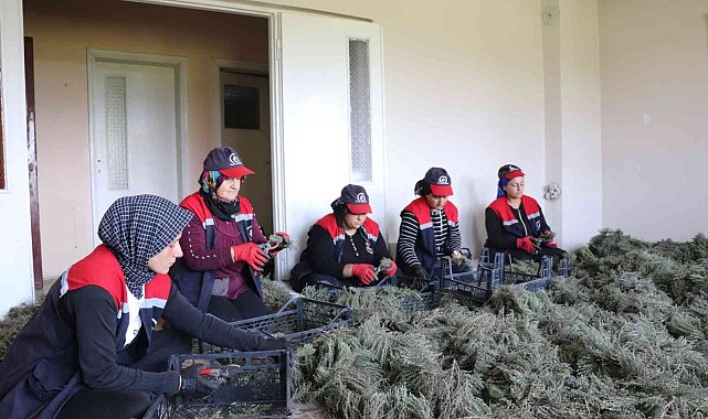 Düzce'de kekik hasadı başladı