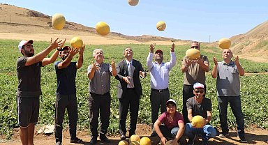 Elazığ'da kavun rekoltesi yüzleri güldürdü