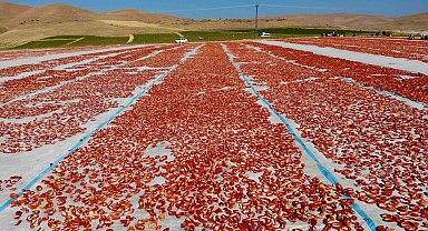 Elazığ'da üretilip kurutulan domatesler, dünya sofralarını süslüyor