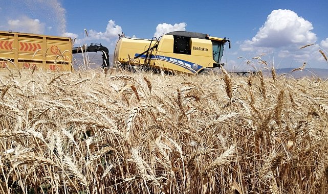 Erzurum'da buğday yüzde yüz artış gösteriyor beklenen hasat yaklaşık 300 bin ton