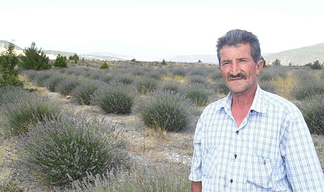 Eski linyit sahaları lavanta kokacak