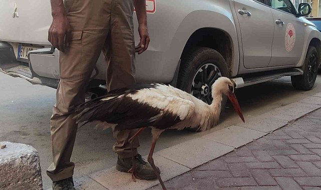 Eskişehir'de kursağında çöp kalan kör leylek tedavi altına alındı