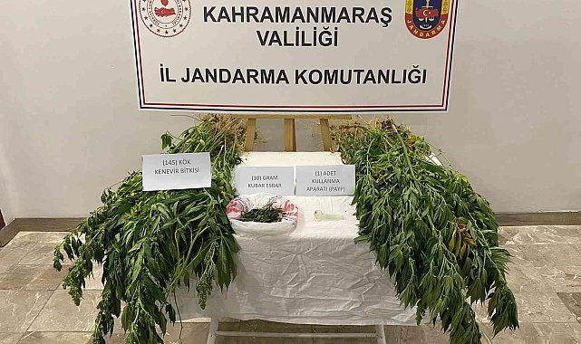 Evinde ve bahçesinde kenevir yetiştirirken yakalandı