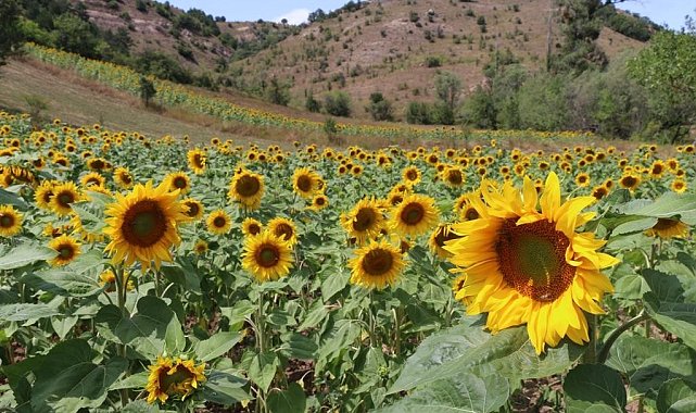 Fındık diyarı Ordu'da ayçiçeği üretiliyor
