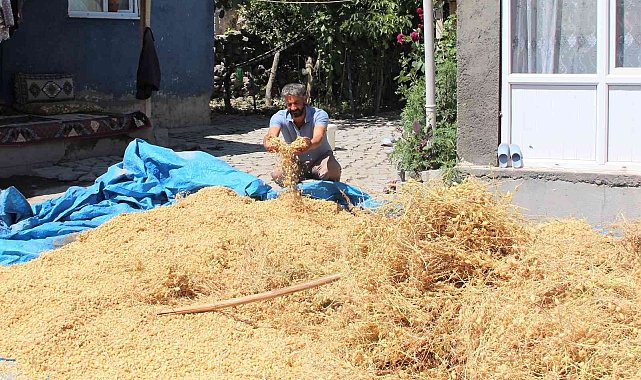 Iğdır'da nohut hasadı yapıldı