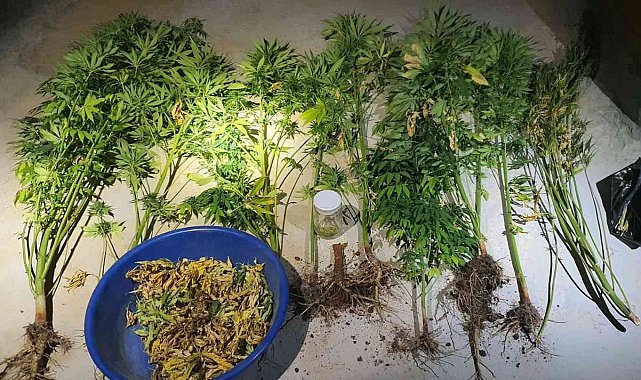 İkamet çatısında kenevir bitkisi ele geçirildi