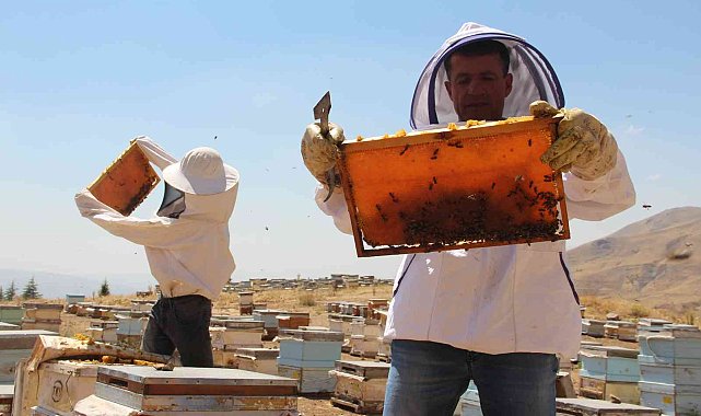 İklim değişikliği florayı etkiledi, arıcılar bu yıl da umduğunu bulamadı