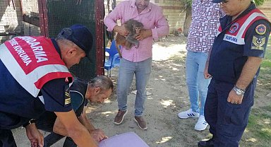 İzmir'de ilginç olay: 2 yaşındaki çocuğun elini maymun ısırdı