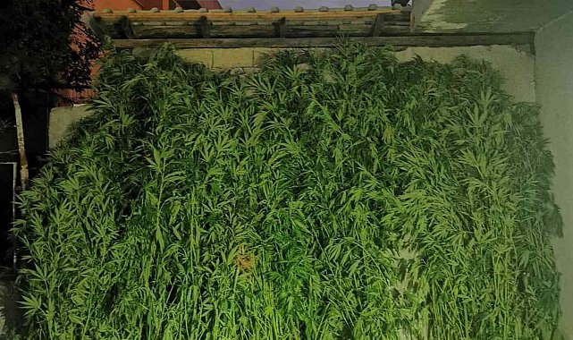 Jandarmadan 2 ilçede uyuşturucu operasyonu: 2 gözaltı
