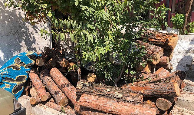 Jandarmanın dikkati ormandan kaçak kesilen 3 ton tomruğu ortaya çıkardı