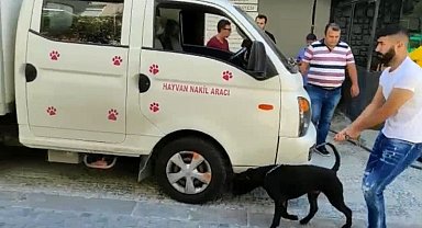 Köpek sahibine 15 Bin TL Ceza Kesildi