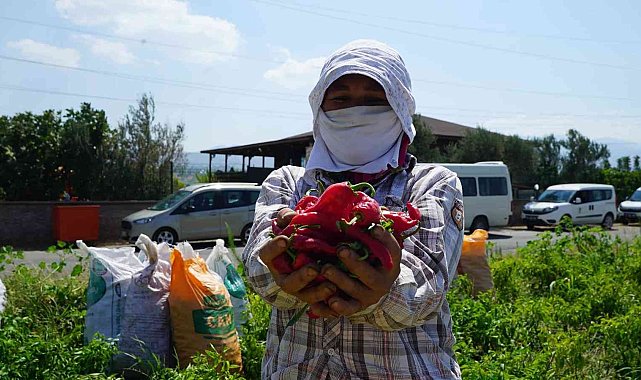 Kahramanmaraş'ta dağıtılan biberde hasat başladı