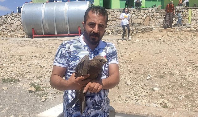 Kanadı kırık şahin tedavi edilecek