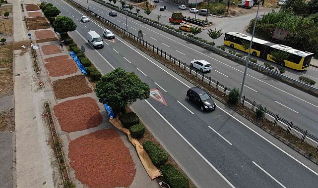 Karadeniz Sahil Yolu fındıkçılar için harman yeri oldu