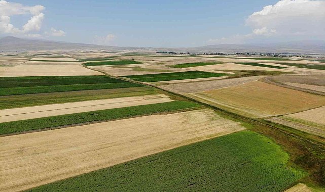 Kars'ta tarlalardan bereket fışkırdı
