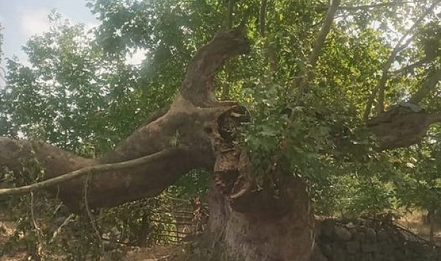 Kayalar Köyündeki 600 yıllık tarihi çınar yıkıldı