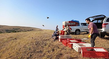 Kırıkkale'de bin kınalı keklik doğaya salındı