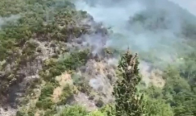 Kocaeli'de orman yangını