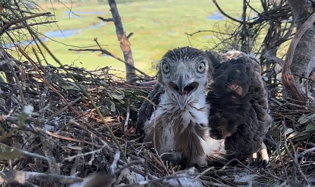 Korkusuzca kartal yuvasına tırmandı, yavrularını görüntüledi