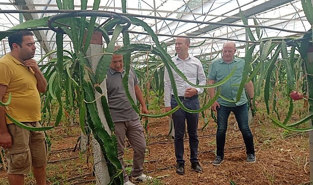 Köyceğiz'de ilk defa üretilen ejder meyvesi hasat töreni yapıldı