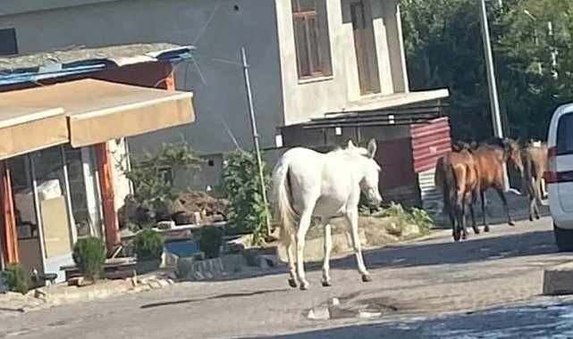 Kulp'ta başıboş dolaşan atlar ilçe merkezine indi
