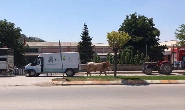 Kurban bayramını aratmayan görüntüler, boğa ortalığı bir birine kattı