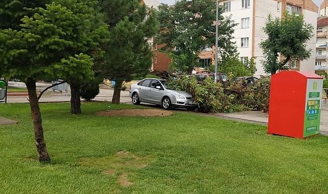Kuvvetli rüzgar nedeniyle park halindeki otomobilin üzerine ağaç devrildi