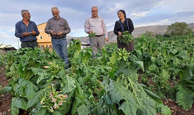 Malatya'da dolu yağışı tütünlere zarar verdi