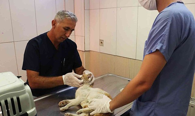 Maltepe'de altı ayda 8 bin 676 hayvan tedavi edildi