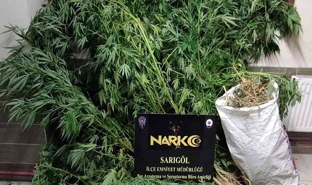 Manisa'da 1 kilo 784 gram esear yakalandı