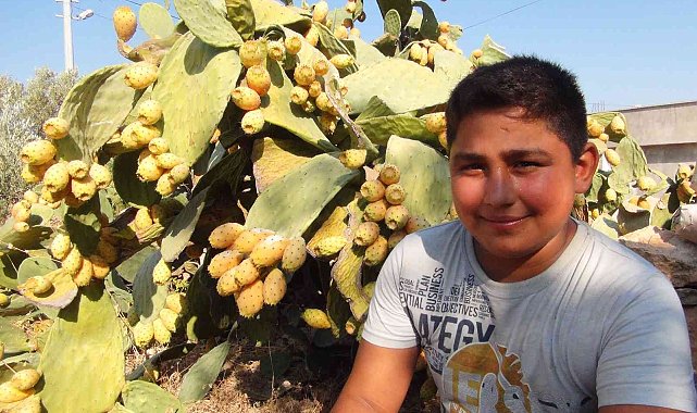 Mersin'de dikenli incir hasadı başladı