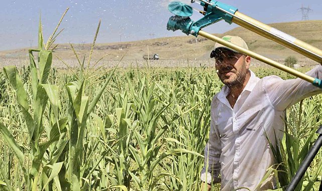 Murat Nehri'nden faydalanan öğretmen, boş araziyi mısır tarlasına çevirdi
