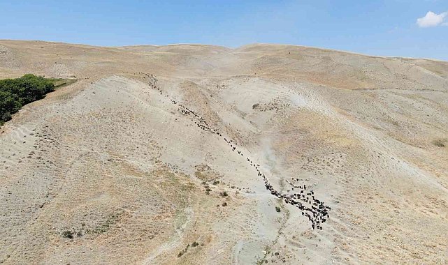 Muş'ta yayla dönemini tamamlayan besiciler dönüşe geçti