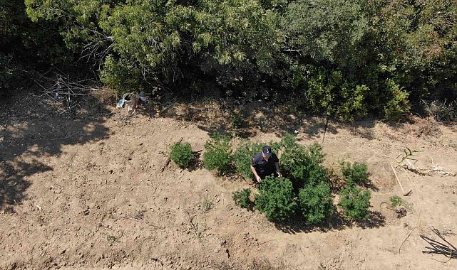 Narkotik köpek timi eşliğinde kenevir operasyonu