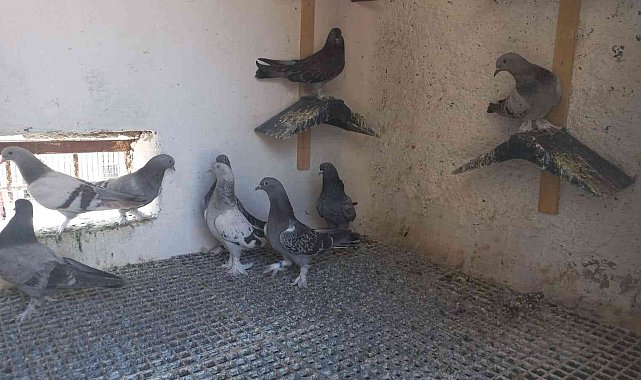 Ömrünün yarım asrını güvercinlere adadı, tecrübesini kitaplaştırdı