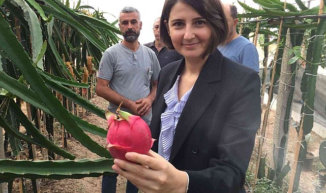 Osmaneli'de ilk defa yetiştirilen tropikal ejder meyvesinin hasadı yapıldı