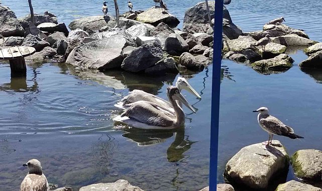 Pelikanlar adanın maskotu oldu