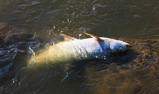 Polonya'nın Oder Nehri'nde ekolojik felaket