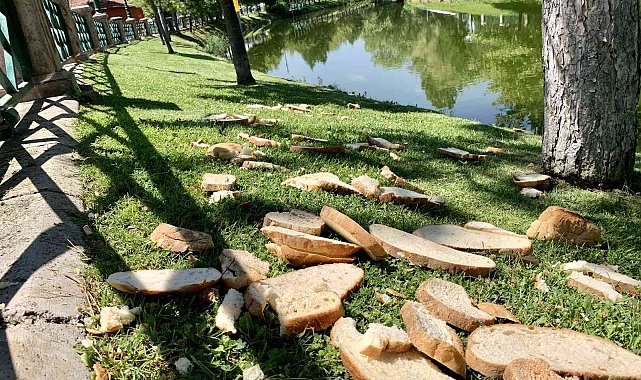 Porsuk Çayı'nın kenarına duyarsızca atılan ekmek parçaları hayrete düşürdü