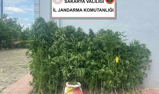 Sakarya'da 200 kök kenevir ve 6 kilo esrar ele geçirildi
