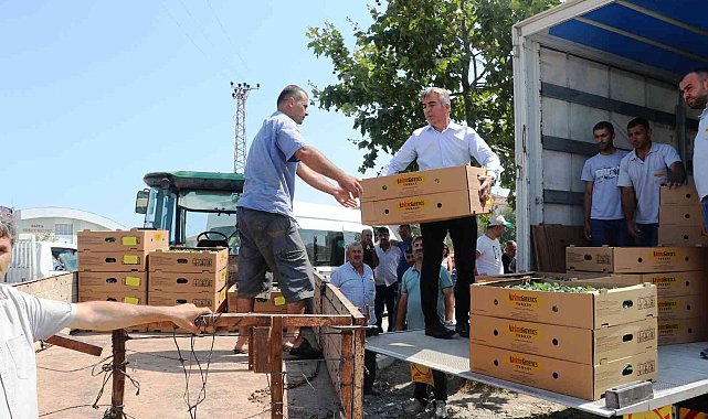 Samsun'da 687 bin kışlık sebze fidesi dağıtıldı