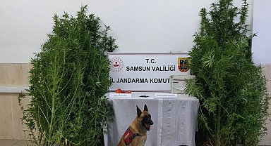 Samsun'da çok sayıda narkotik madde ele geçirildi