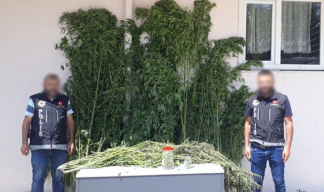 Serada kenevir yetiştiren şahıslara operasyon