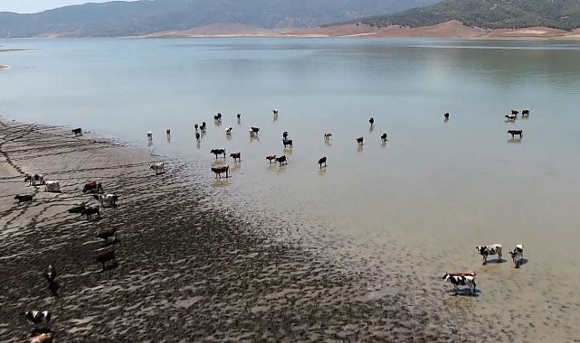 Sıcaklardan bunalan hayvanlar barajda serinliyor