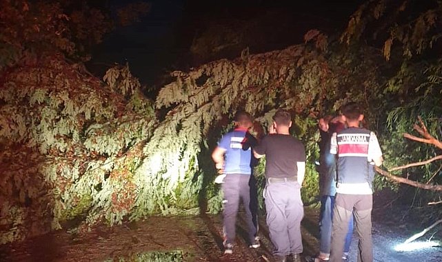 Şiddetli rüzgarda ağaçlar yola devrildi